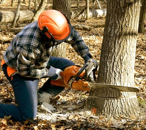 Tree Removal in Savoy, TX